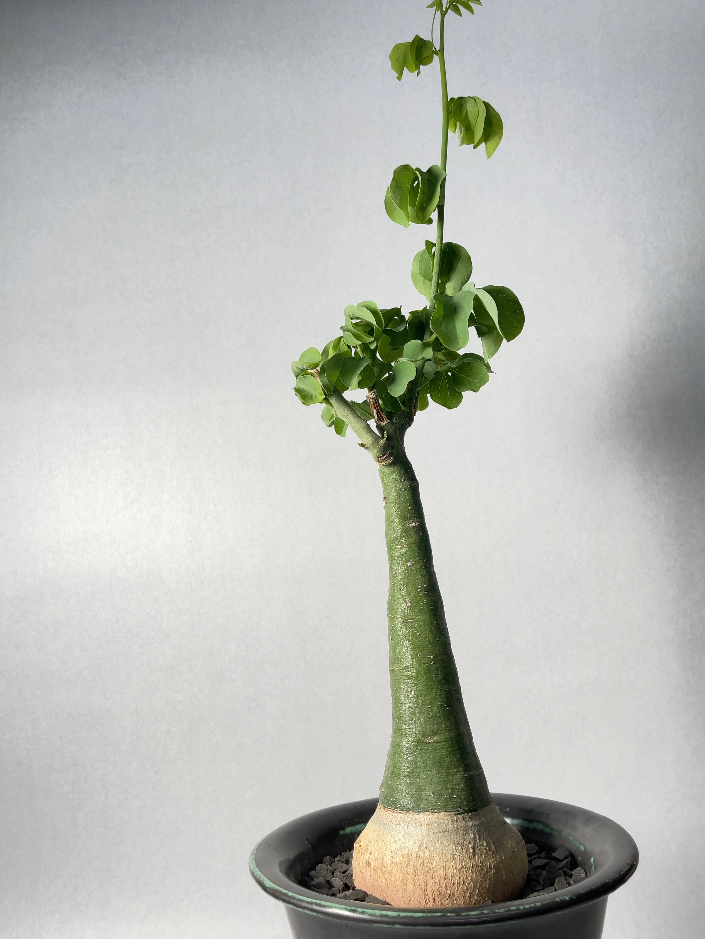 アデニア・グラウカ | trigger