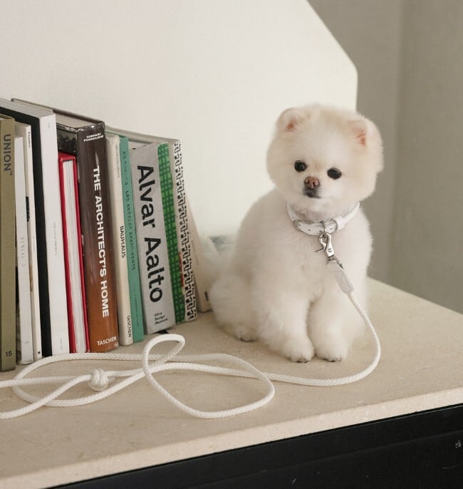 即納【stroll】Leather Collar (White)