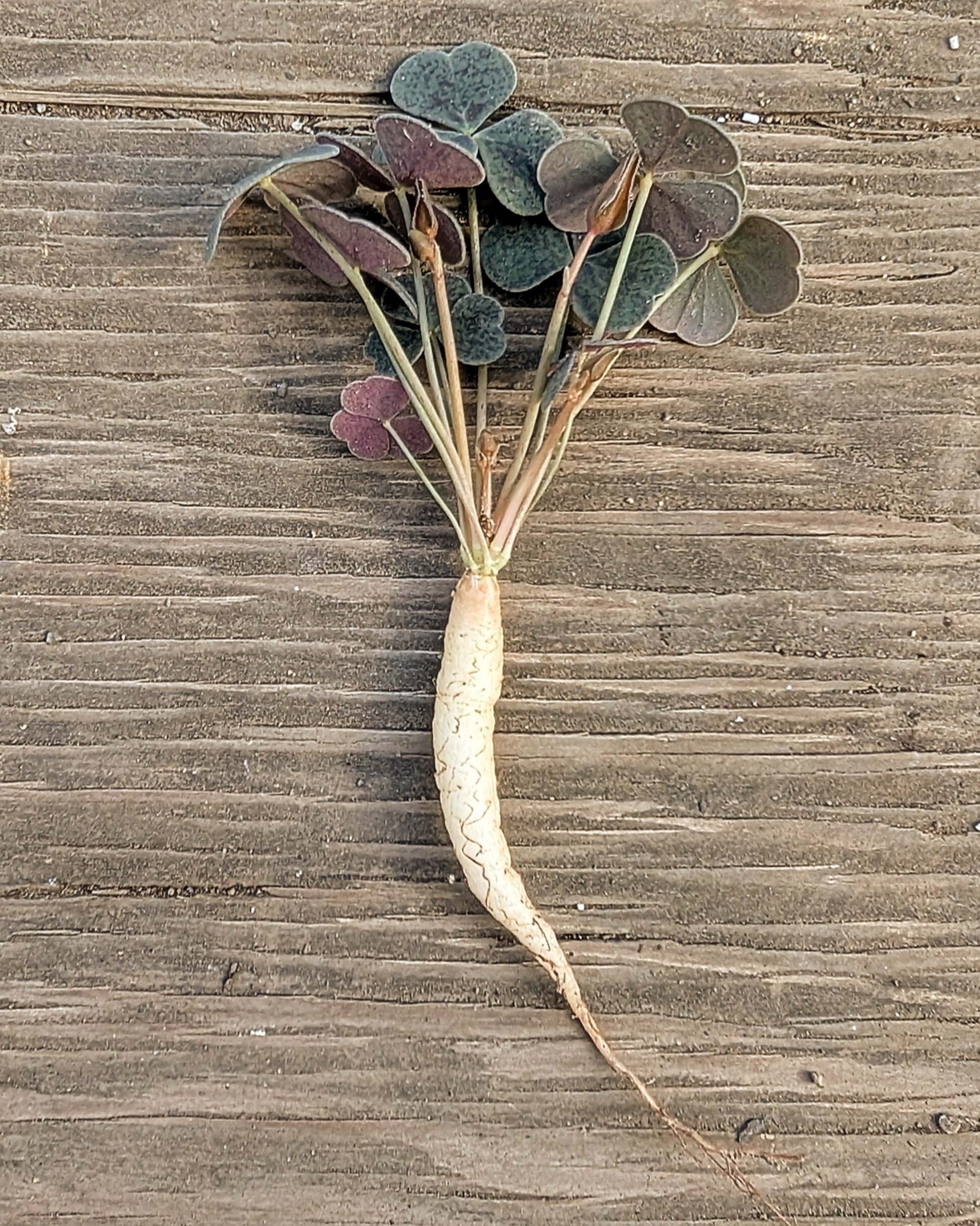 種子(少量パック)/20粒】Oxalis sp. (RCPC 010.02)/オキザリス 未同定