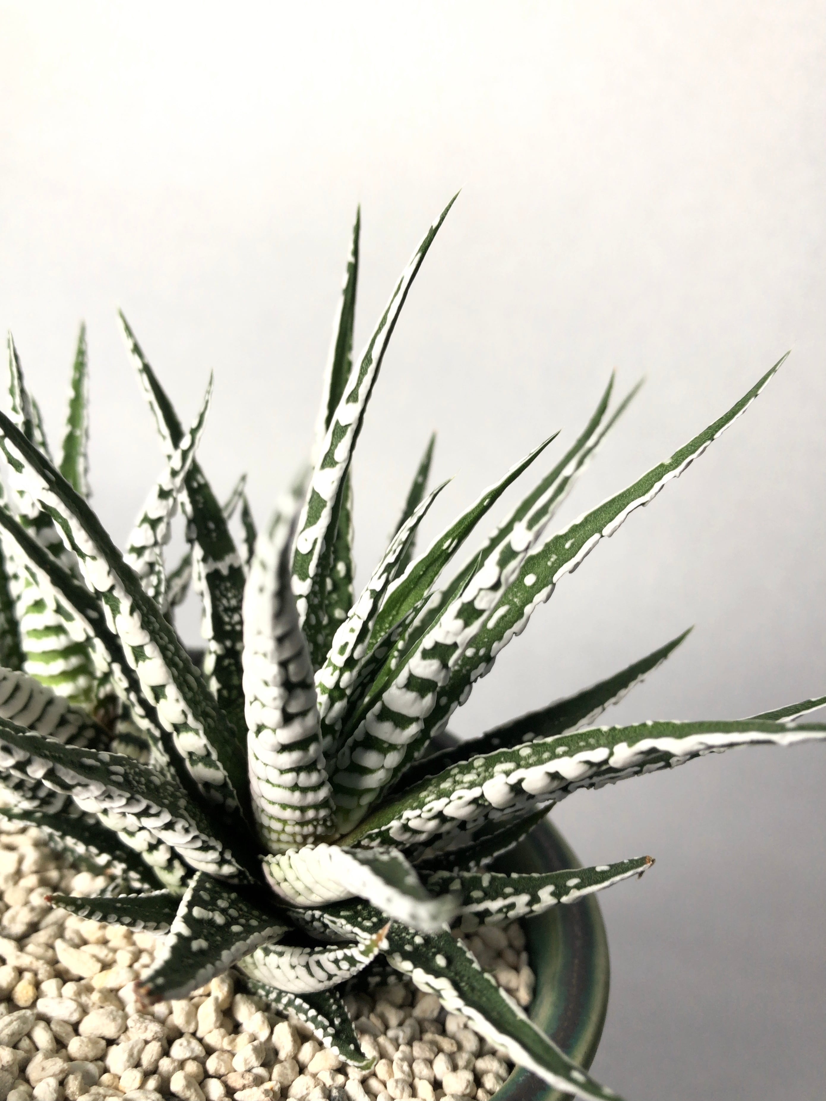 ハオルチア・スーパーゼブラ | trigger