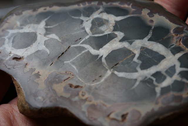 セプタリア Septaria 534