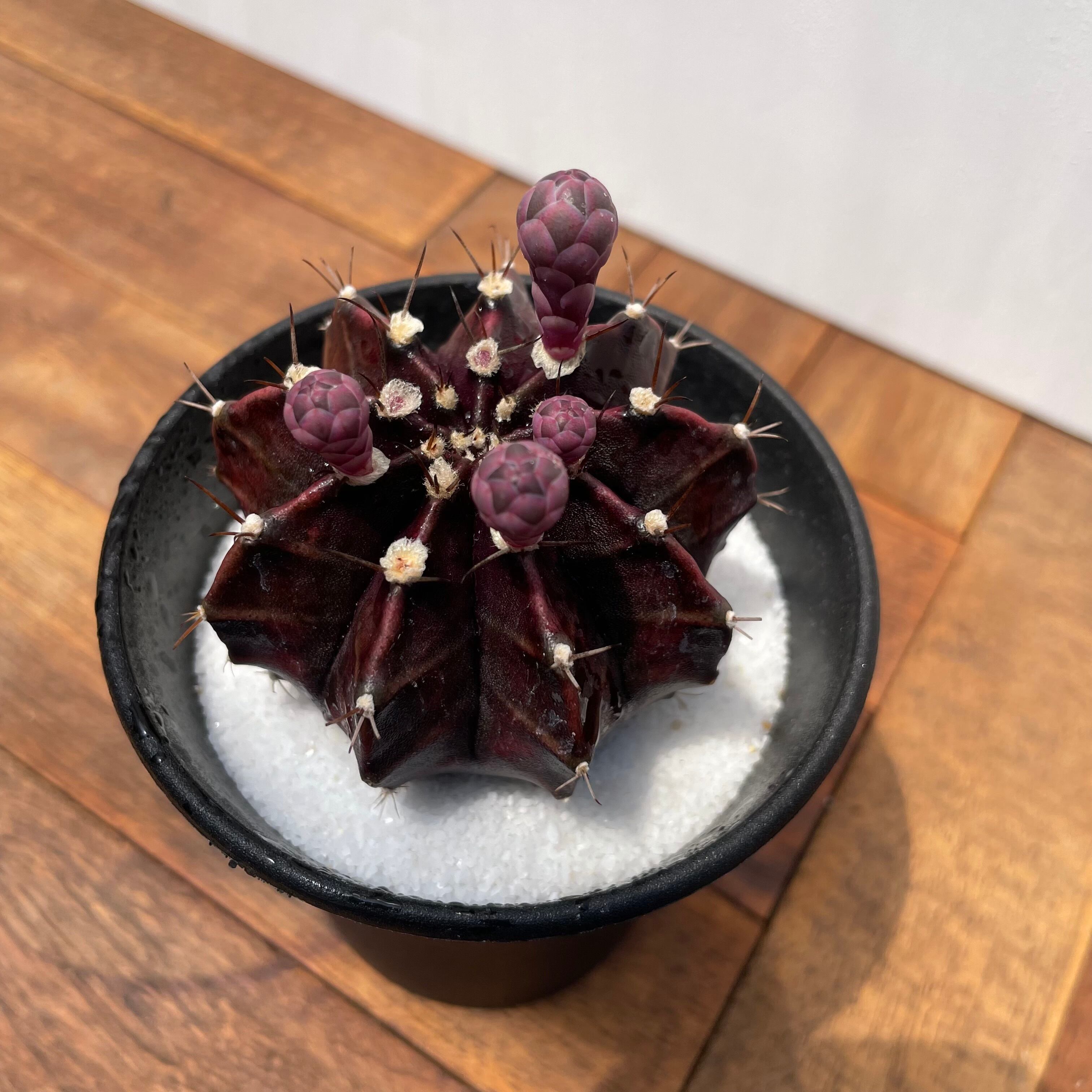 Gymnocalycium friedrichii LB hyb【ギムノカリキウム・LB特黒肌