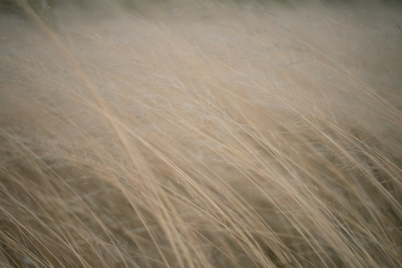 kome-kami ポスター③350mm×250mm