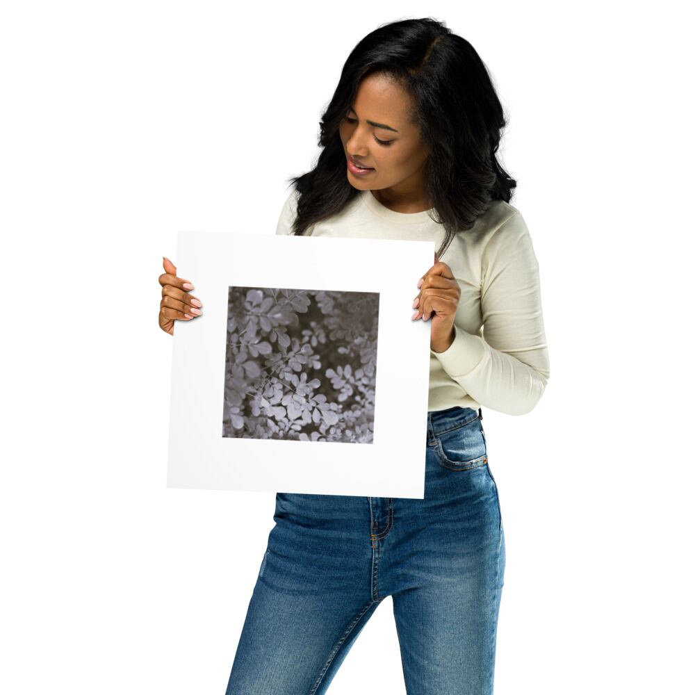 Matsukazesou (B&W) - Poster | マツカゼソウ モノクロ ポスター