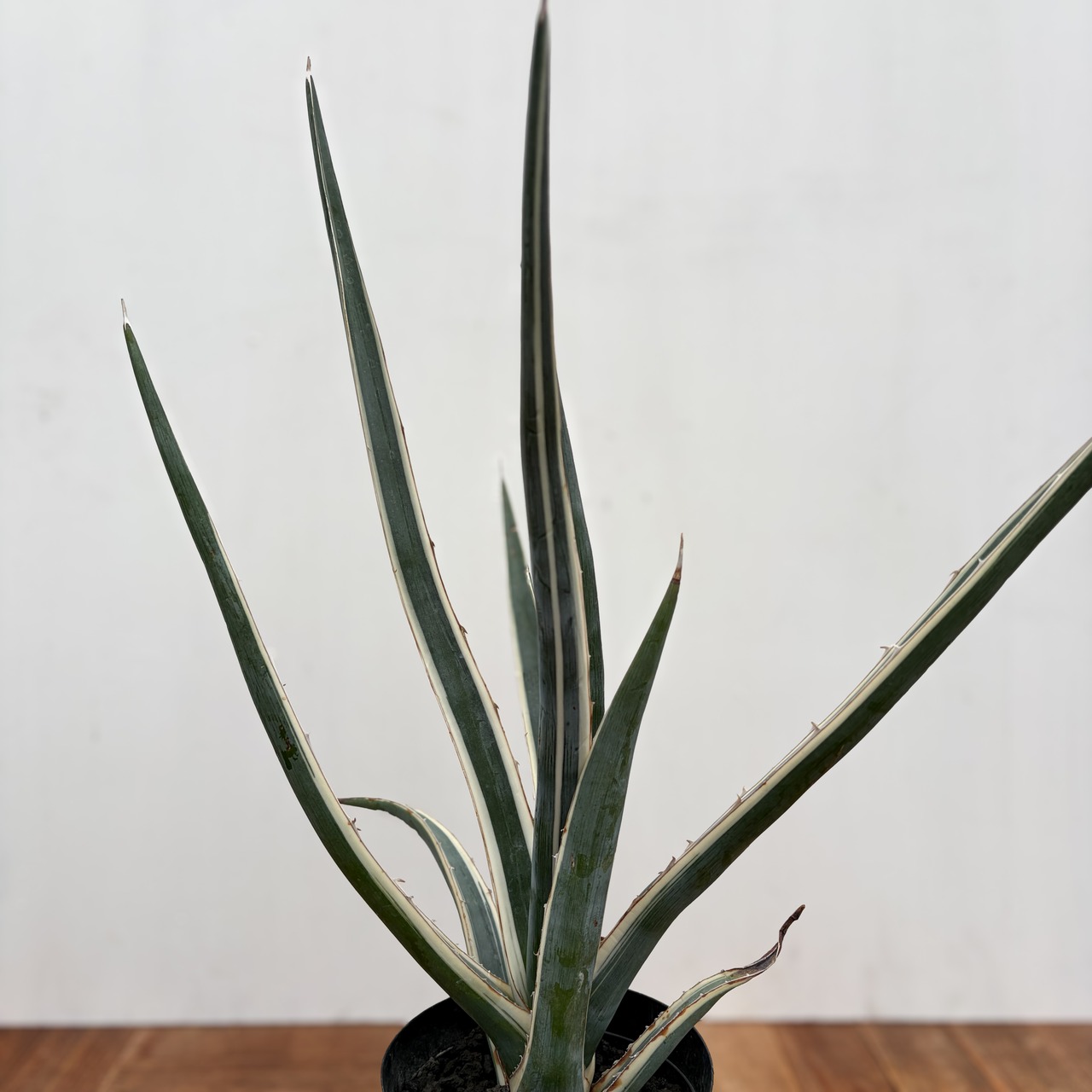 Agave lechuguilla marginata【アガベ・レチュギラ錦・白覆輪斑】