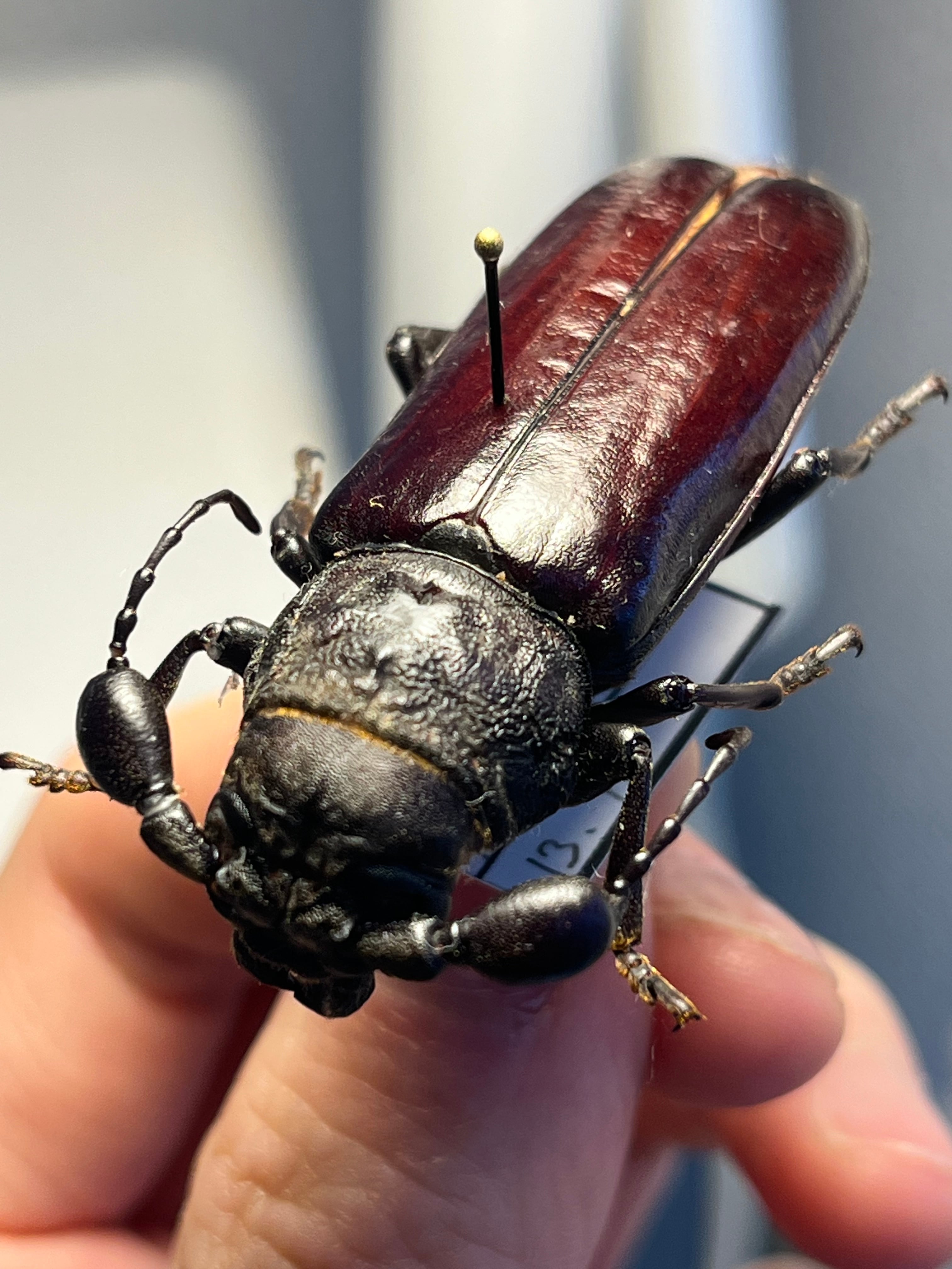 一属一種】Bolbotritus bainesiウスバカミキリ ミヤマカミキリ 昆虫