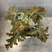 【新着3日限定10%OFF】カランコエ ベハレンシス【122】