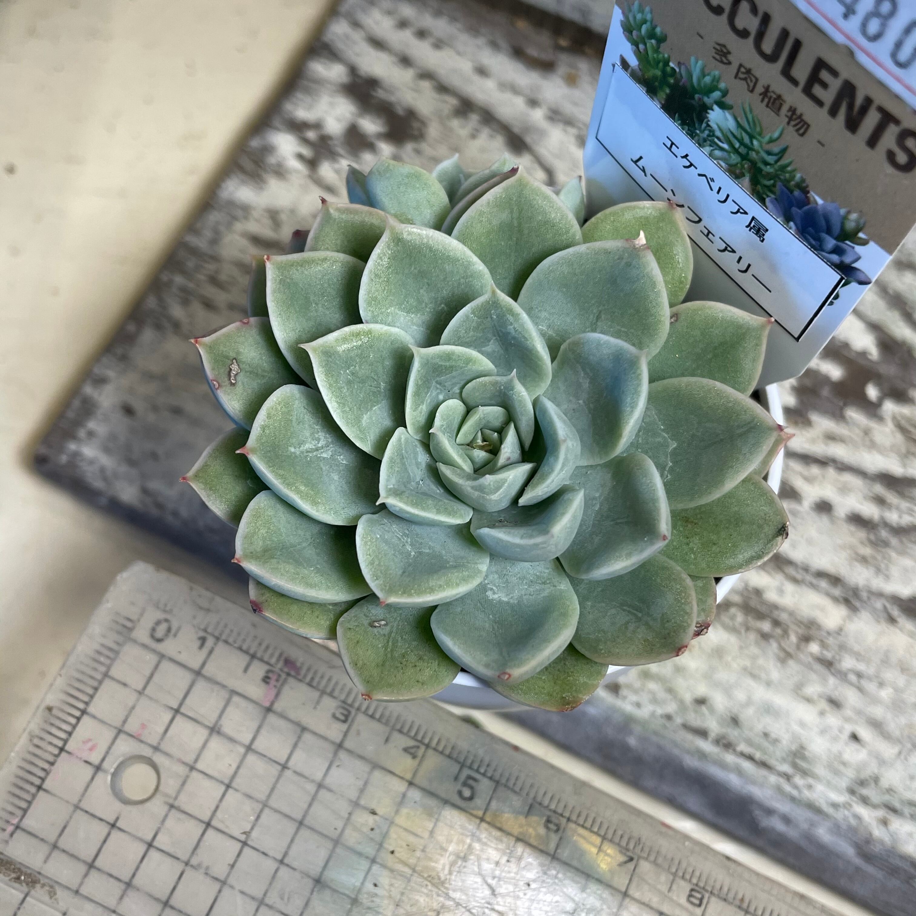 ムーンフェアリー Rupo 多肉植物専門店