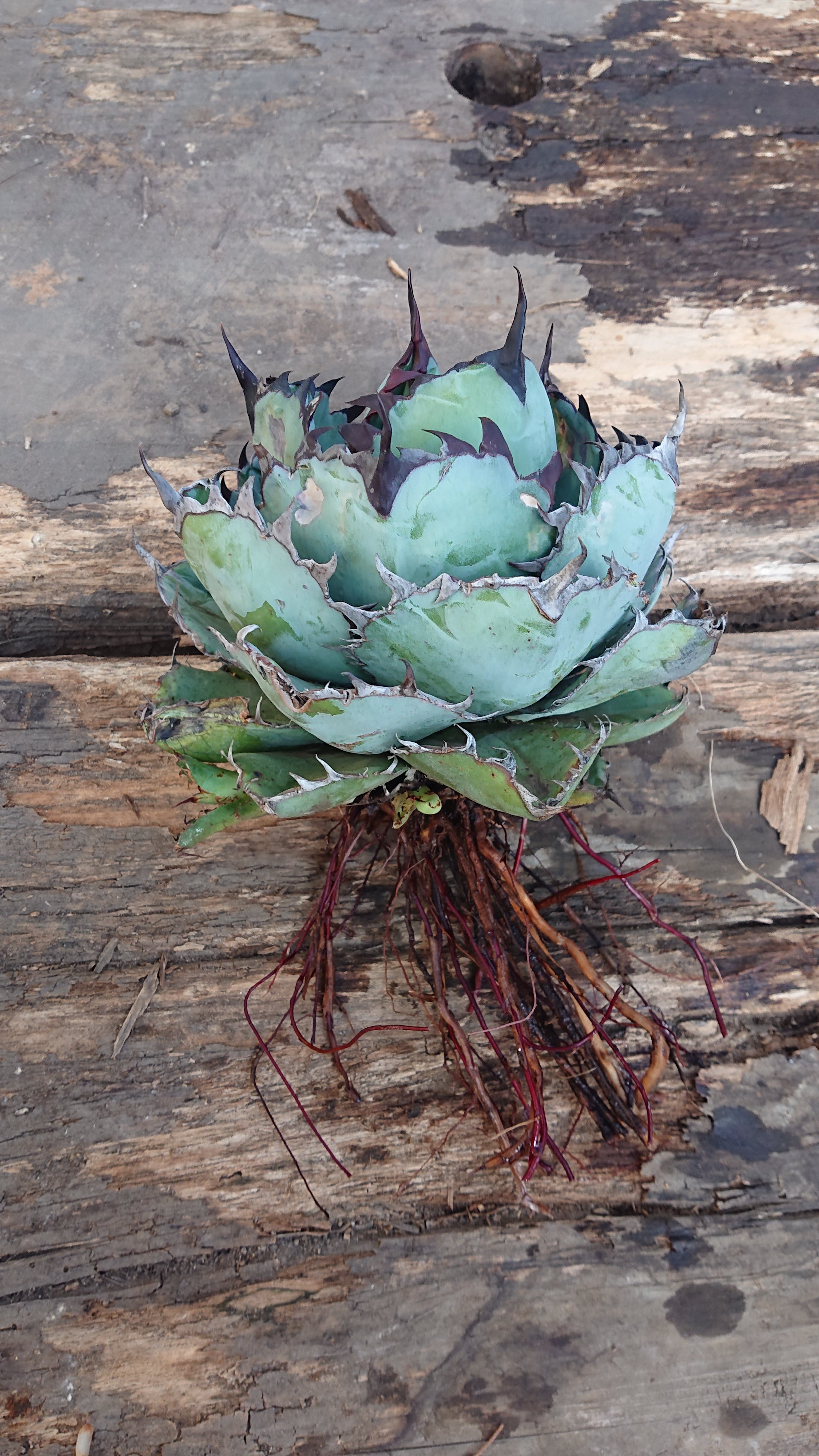 定番のお歳暮 冬ギフト 3株 チタノタ アガベ Agave Titnota 多肉植物 植物 観葉植物 Oyostate Gov Ng