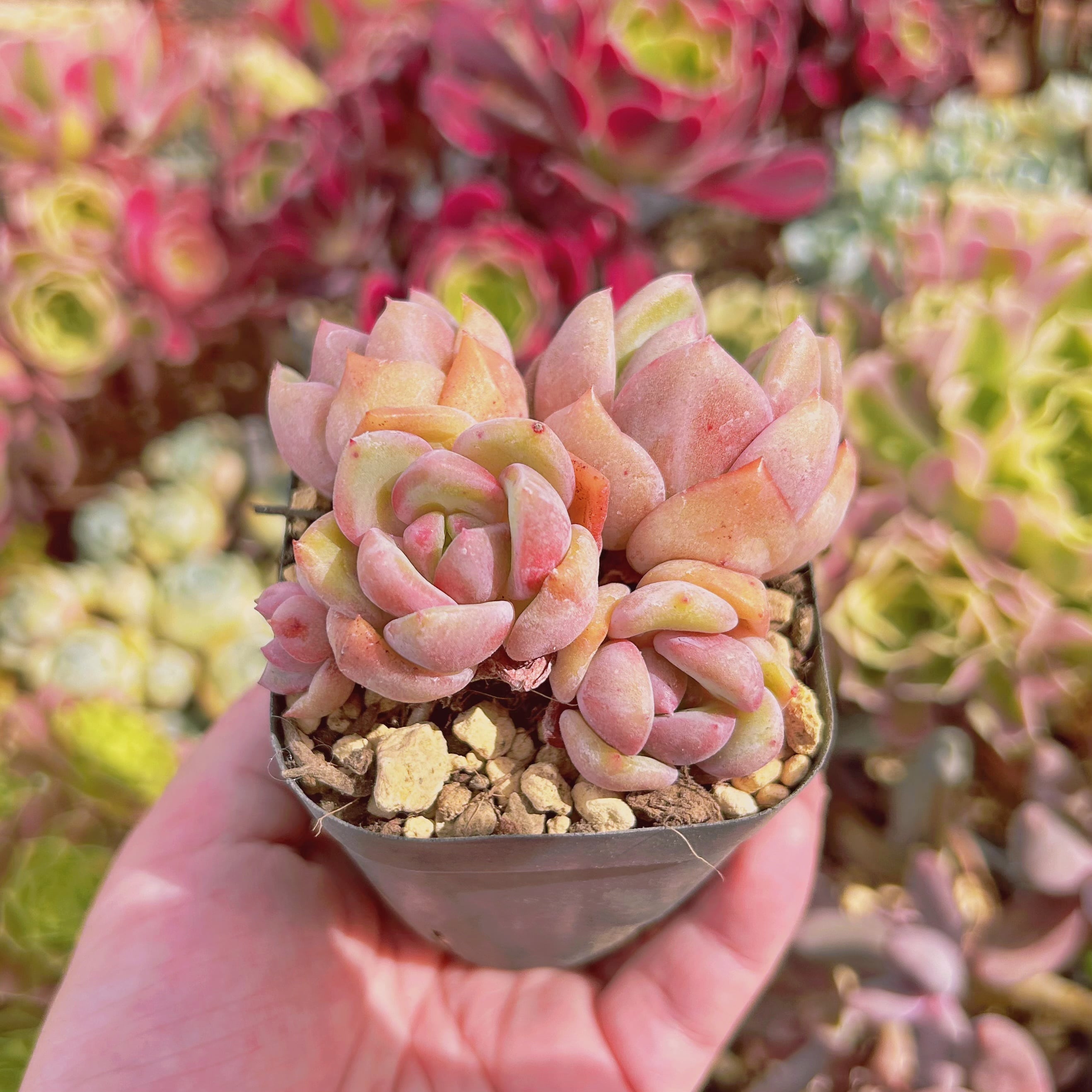 多肉植物…シャネル…法師錦抜き苗 現物 多肉植物 シャネル 抜き苗 | るる農園~多肉植物専門