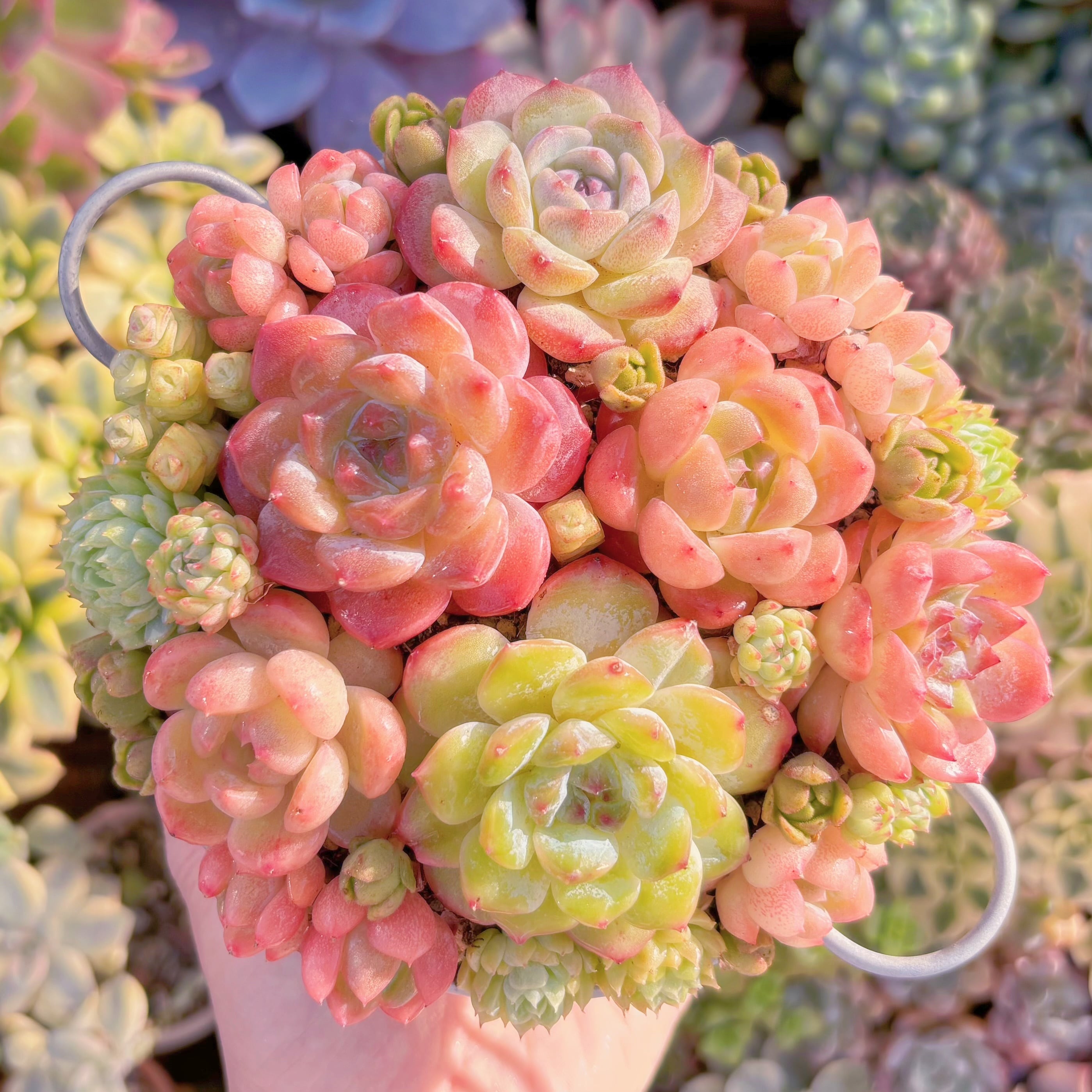 大人気☆Sランク☆寄せ植えセット | るる農園~多肉植物専門