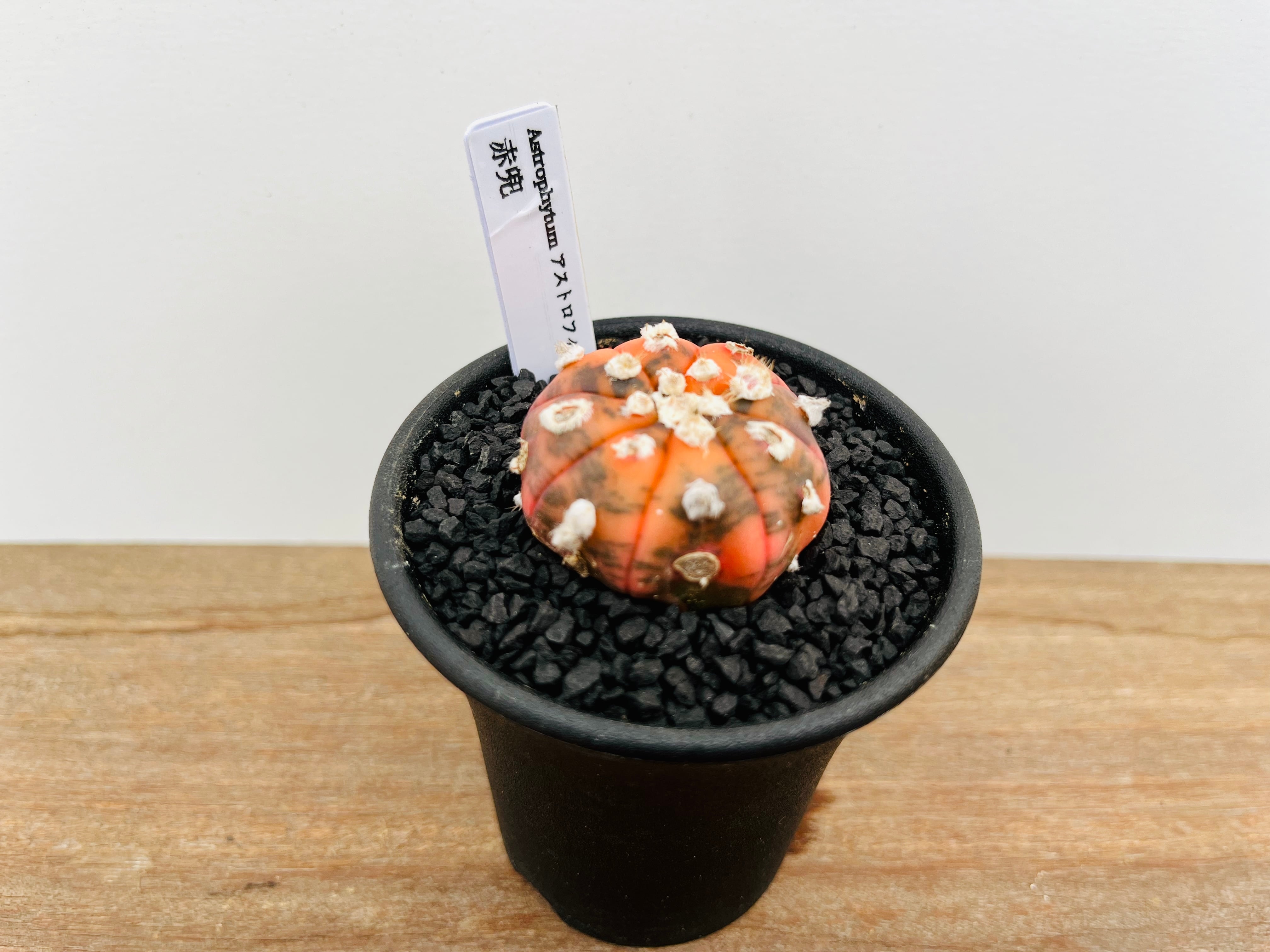 サボテン アストロフィツム 兜丸 3.5号鉢つき 赤花❗ Astrophytum asterias アストロフィツム 兜丸 赤兜 赤斑