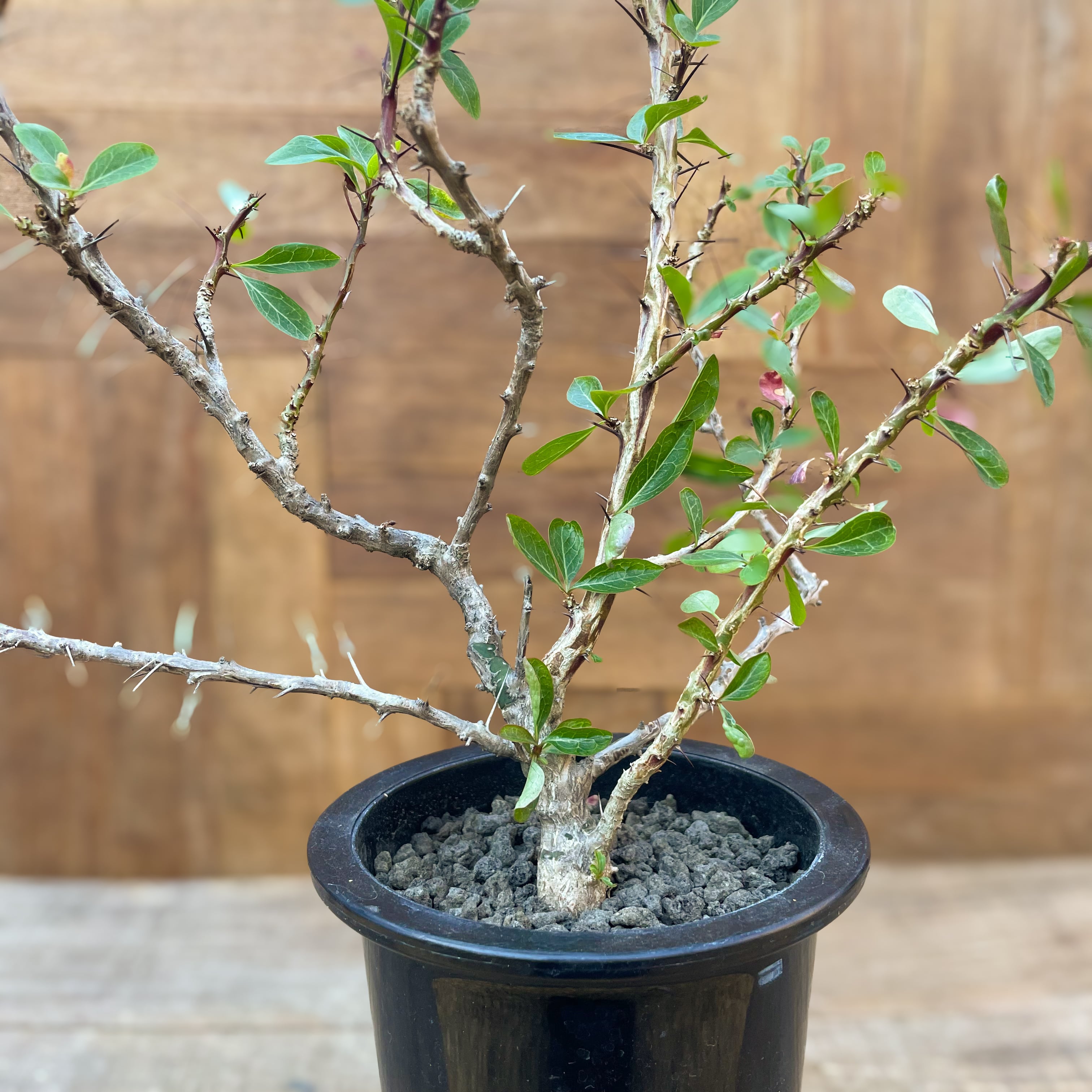 実生〙フォークイエリア ファシクラータ （実生フォークイエリア  