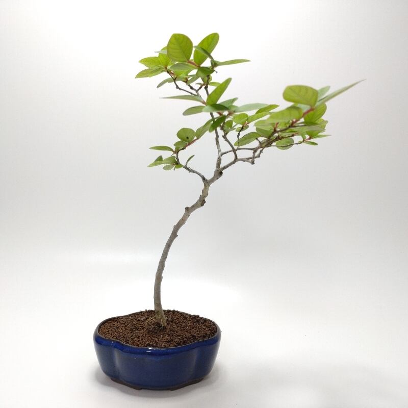 瓜膚楓（ウリハダカエデ）盆栽 SS003 瓜膚楓（ウリハダカエデ）盆栽 SS003 | 盆栽創【Bonsaisou】