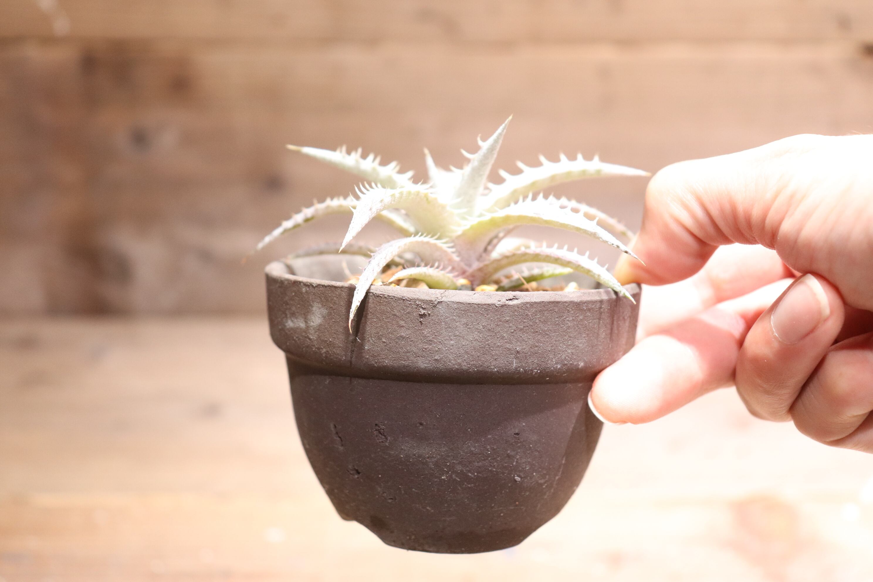 抜き苗送料無料】domfelicianensis x (delicata Rubra x magnifica