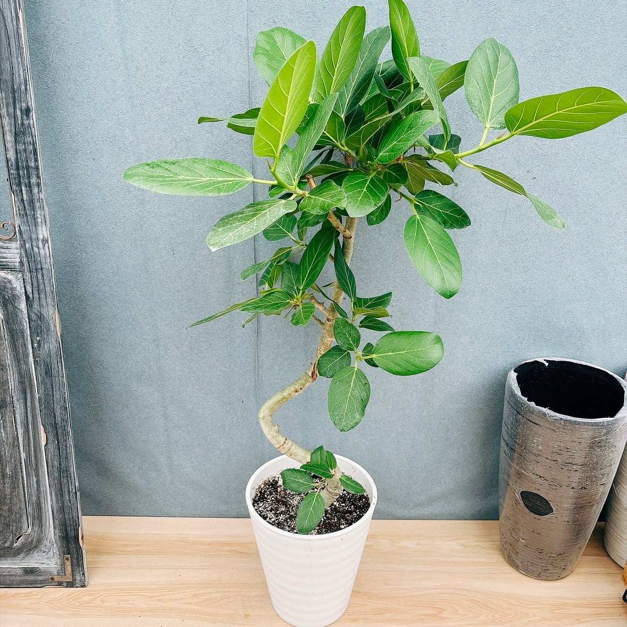 観葉植物〉サガリバナ 実生苗 | PAY ID
