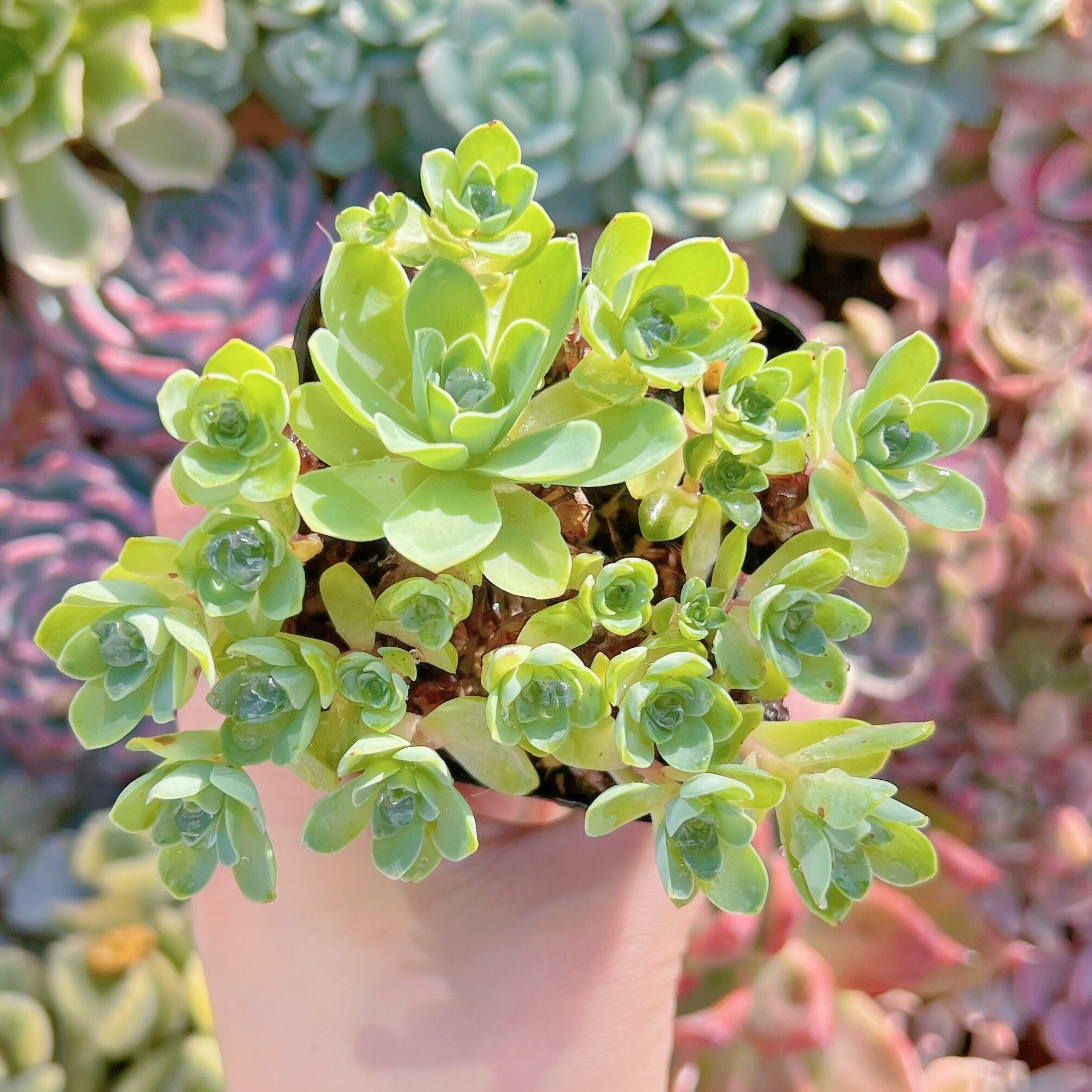 現品　ドドランタリス#1172    群生   るる農園