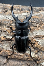 【WD】《インターメディアツヤクワガタ ネグロス産 96.5mm ペア》