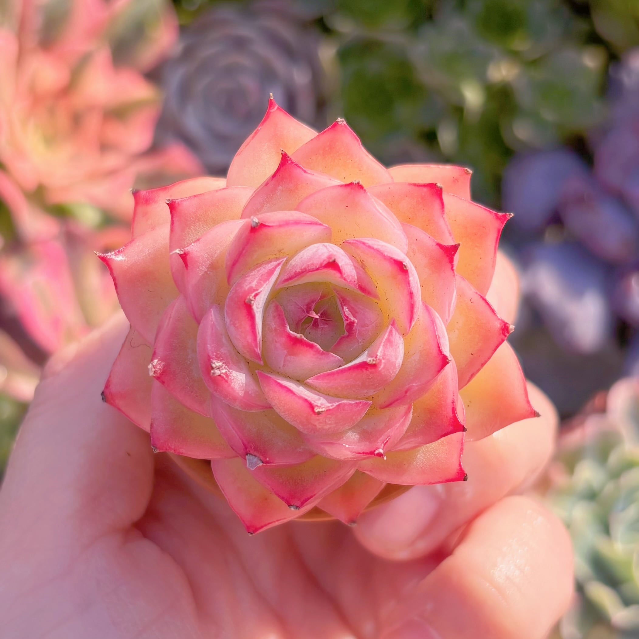 多肉植物　シルエット　新入荷　るる農園