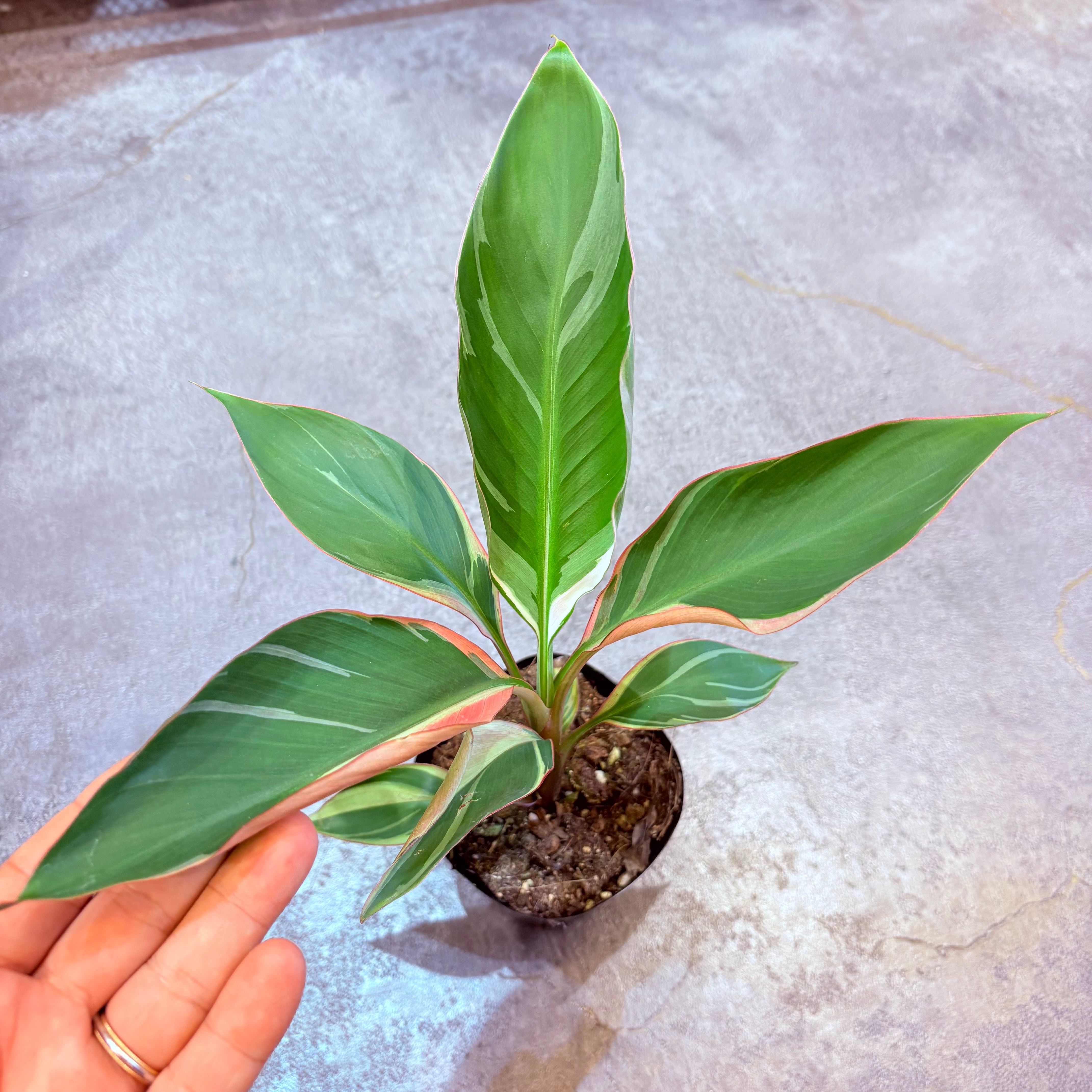 本日ラストチャンス❗️超絶希少❗️ムサノノピンクバリエガータ 新葉展開中✨️ ムサ ノノピンクバリエガータ 3.5号【E】 | Green Vibes 宇都宮市の