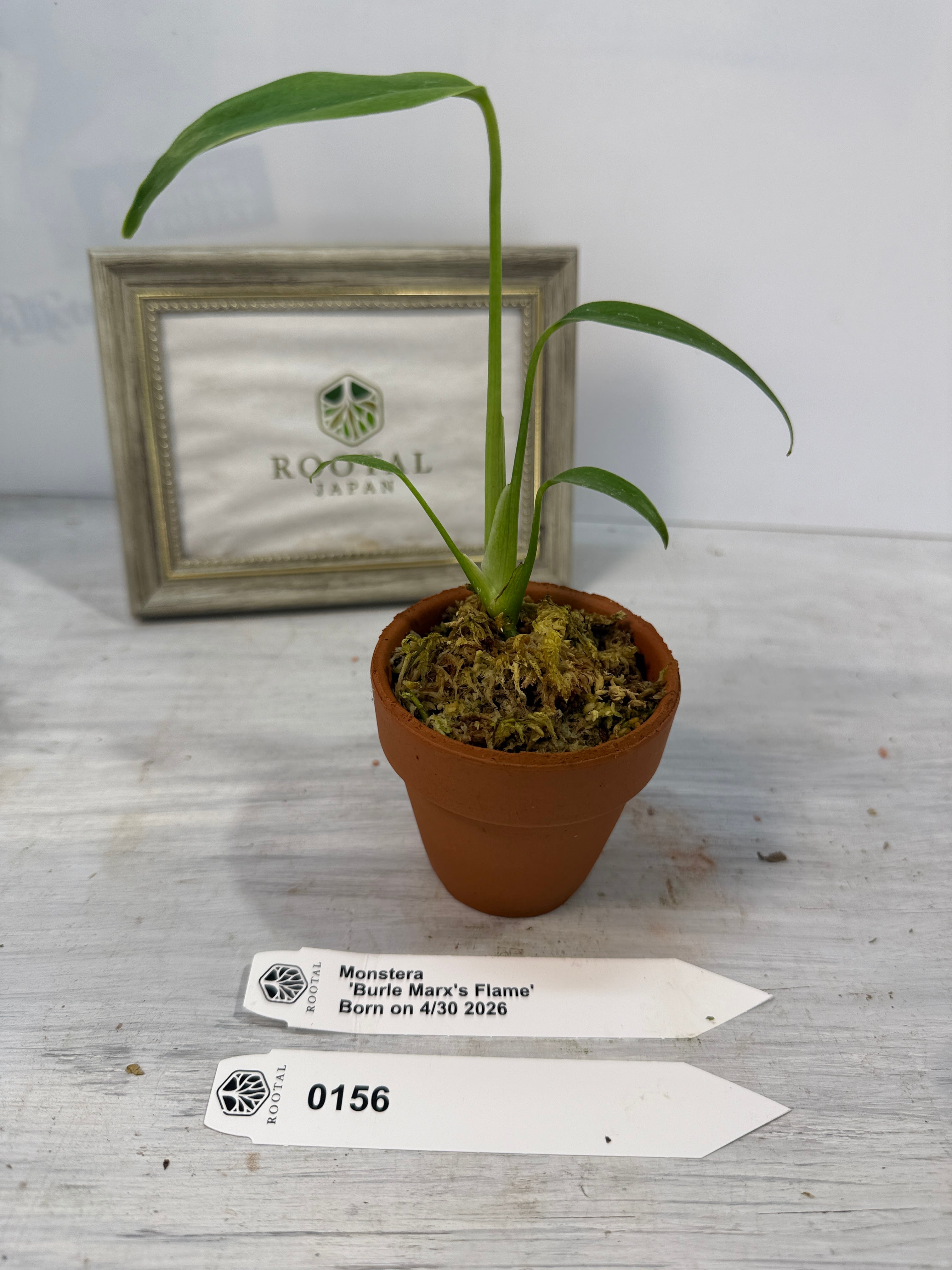 モンステラ | ROOTALPLANTS