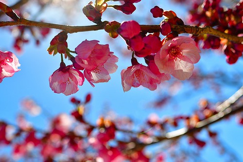 河口湖の桜 03