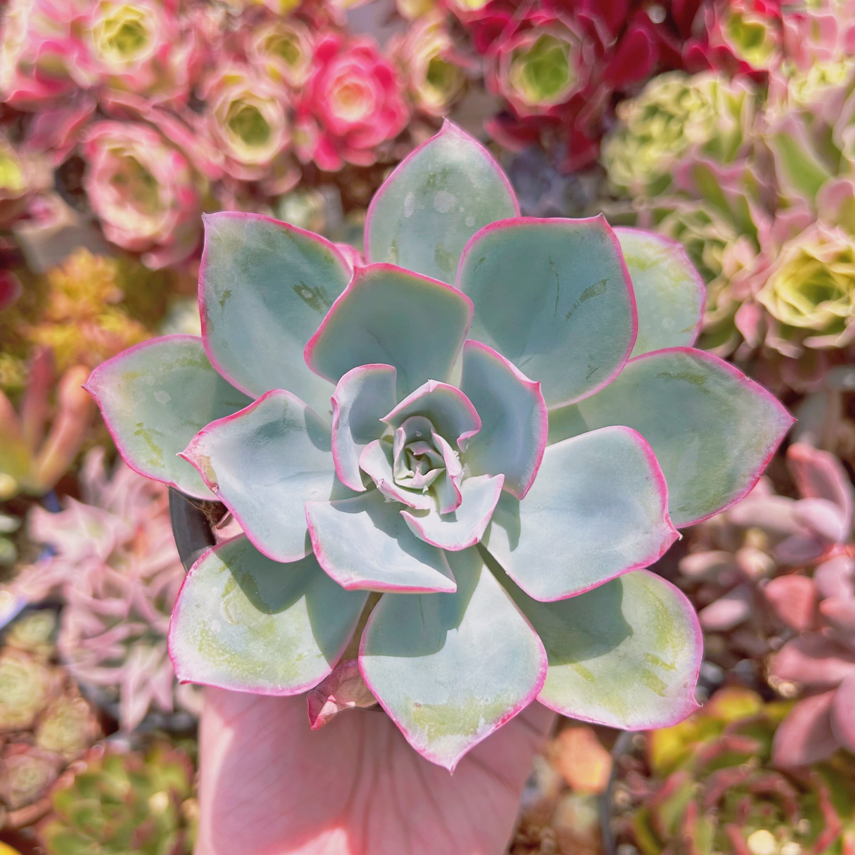 #515現物　多肉植物　ネオンライト　特大