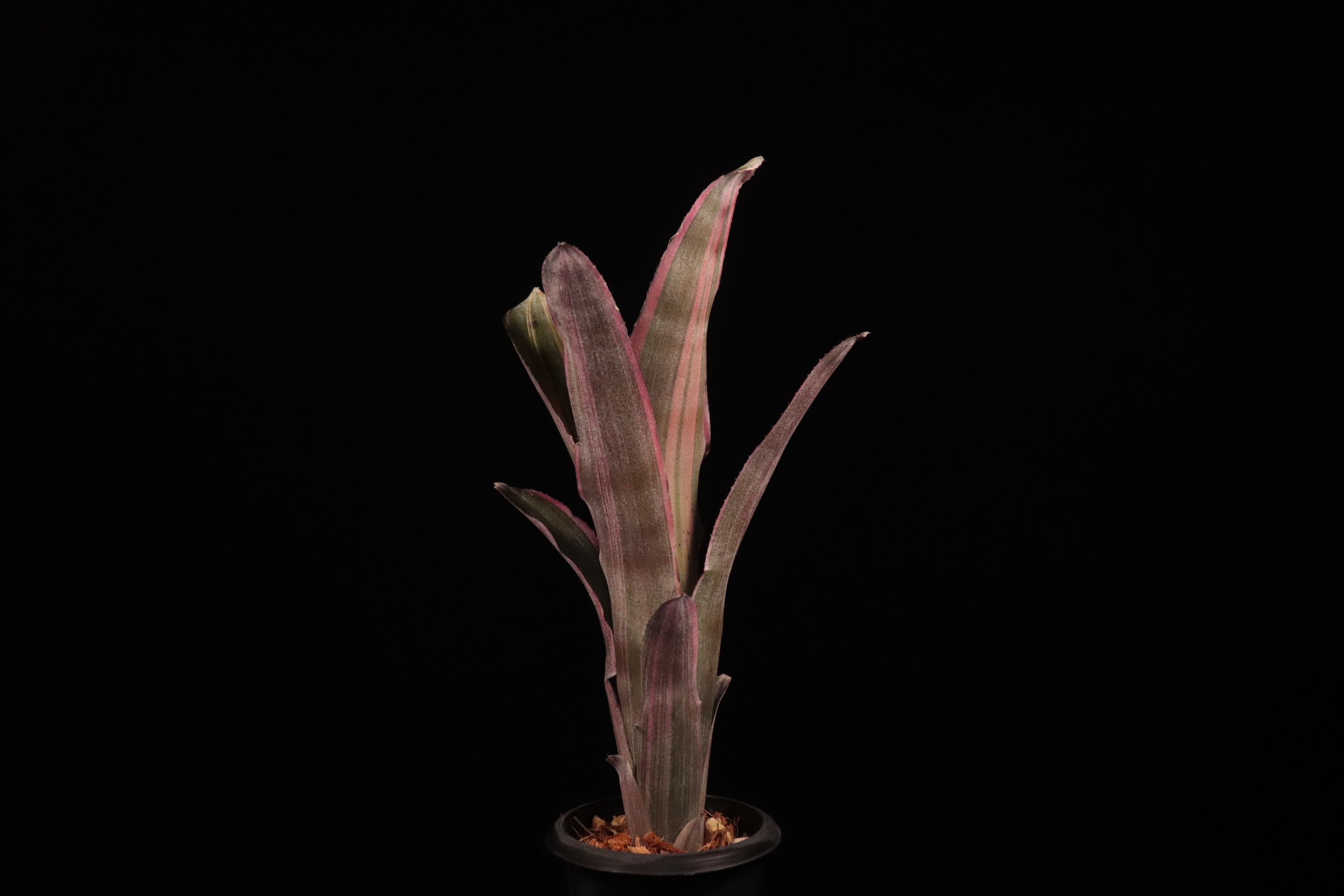 送料無料】Billbergia 'Dorothy Berg'〔ビルベルギア〕現品発送B0260