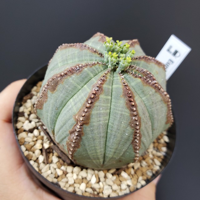 【ライン状木質化タイプ】メス株 65mm Euphorbia Obesa ユーフォルビア オベサ 木質化