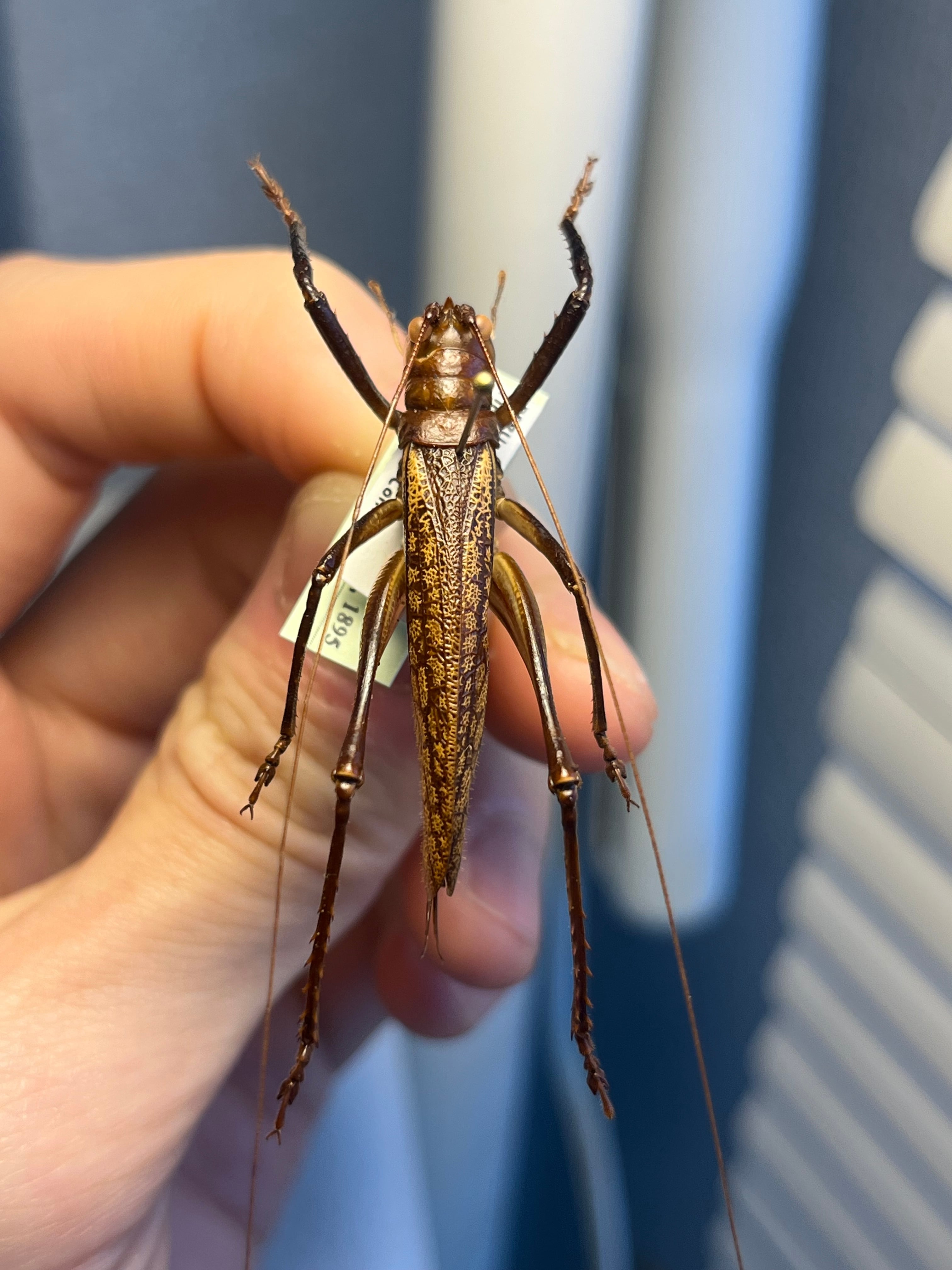 極美展足】クワガタキリギリス 化け物キリギリス 昆虫標本 ウェタ