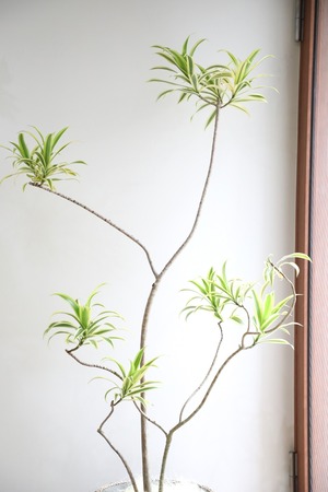 【渋谷区周辺エリア/配送料無料】【L】【150cm】ドラセナ ソングオブインディア/Dracaena song of india　※陶器鉢別