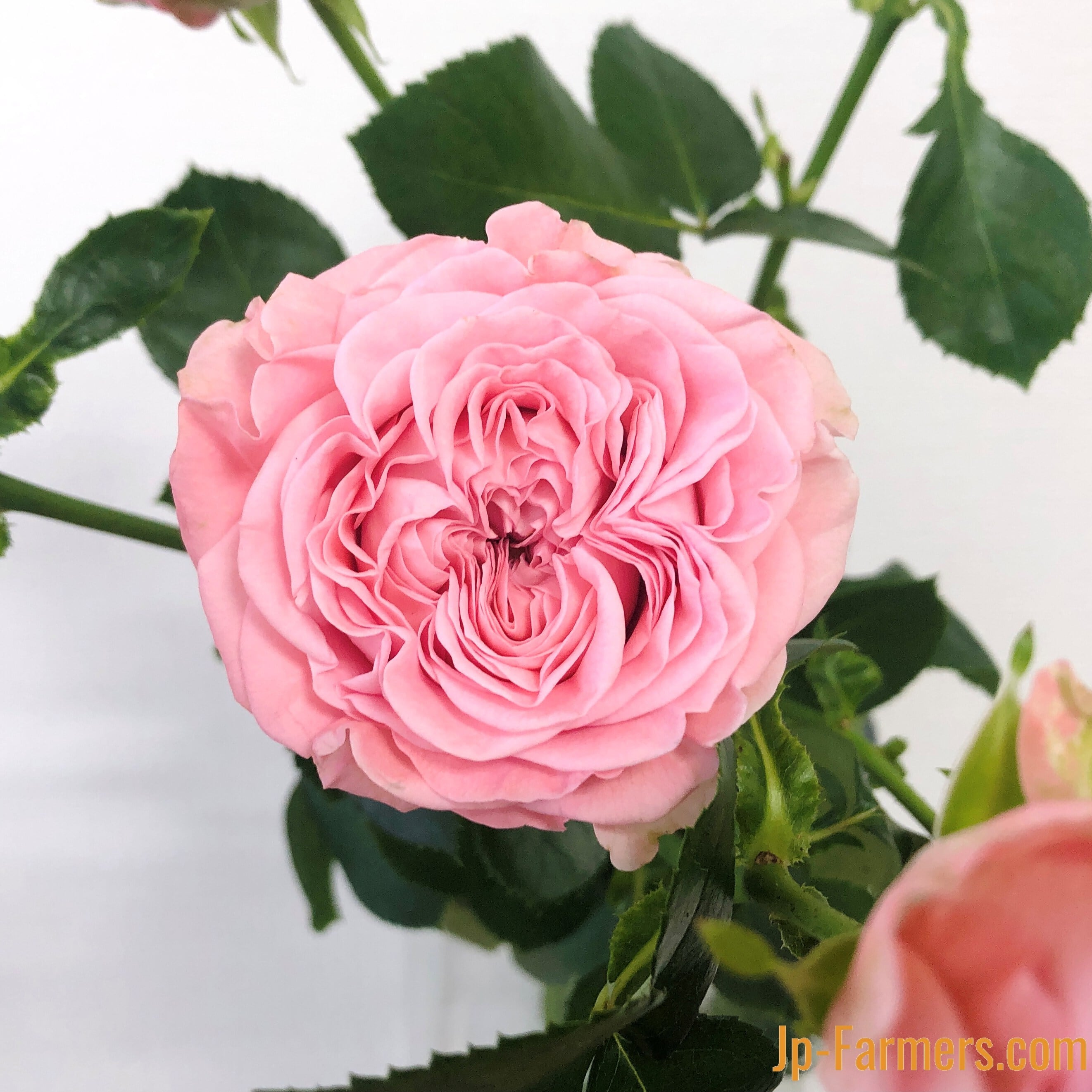 FINEROSE ☆SPバラ 品種名：ジェントルフロウ | 新鮮お花