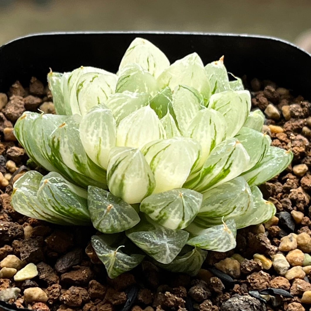 ハオルチア 酒呑童子錦 ハオルチア 酒呑童子錦 | mocono_plants