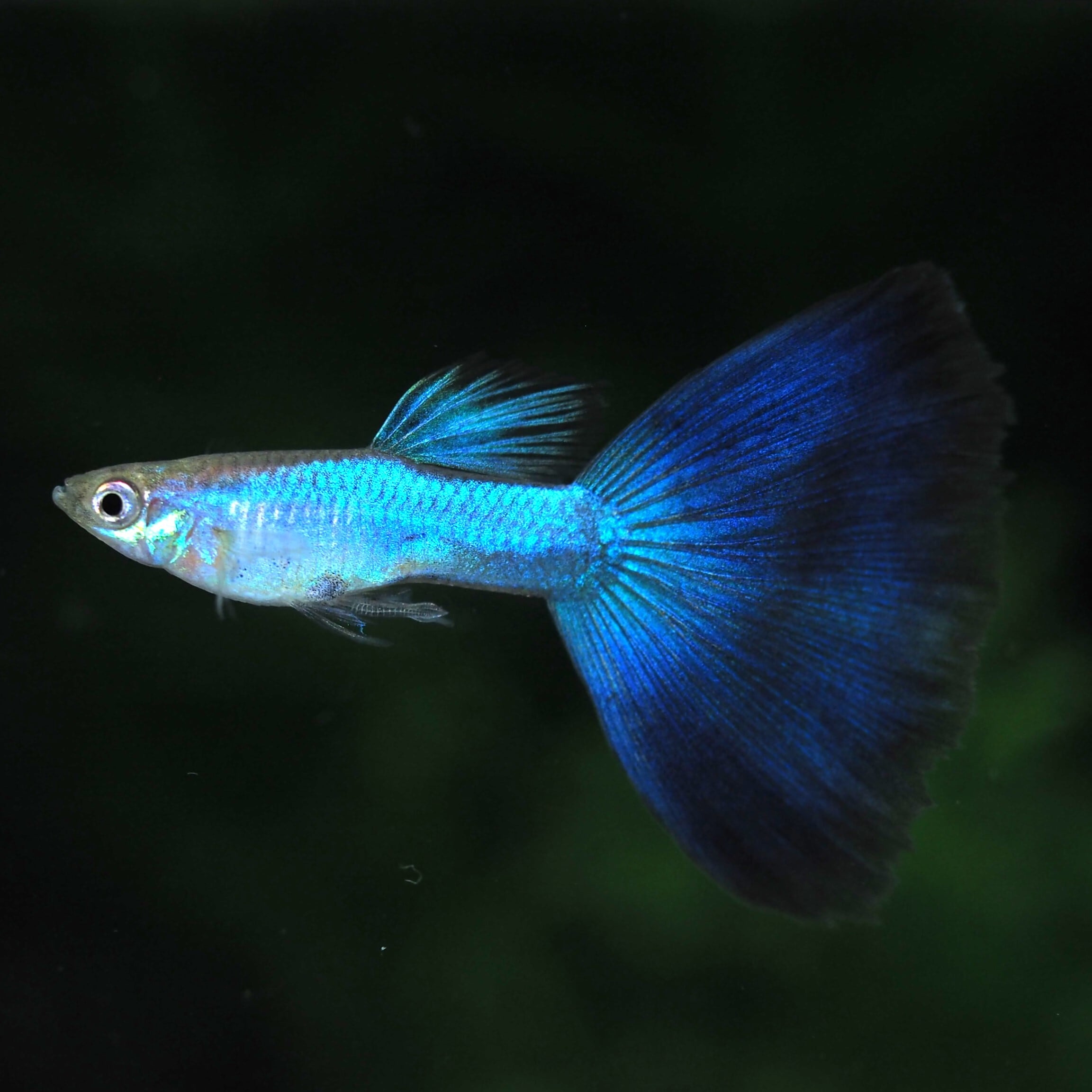 GUPPY | 伊豆グッピーファーム