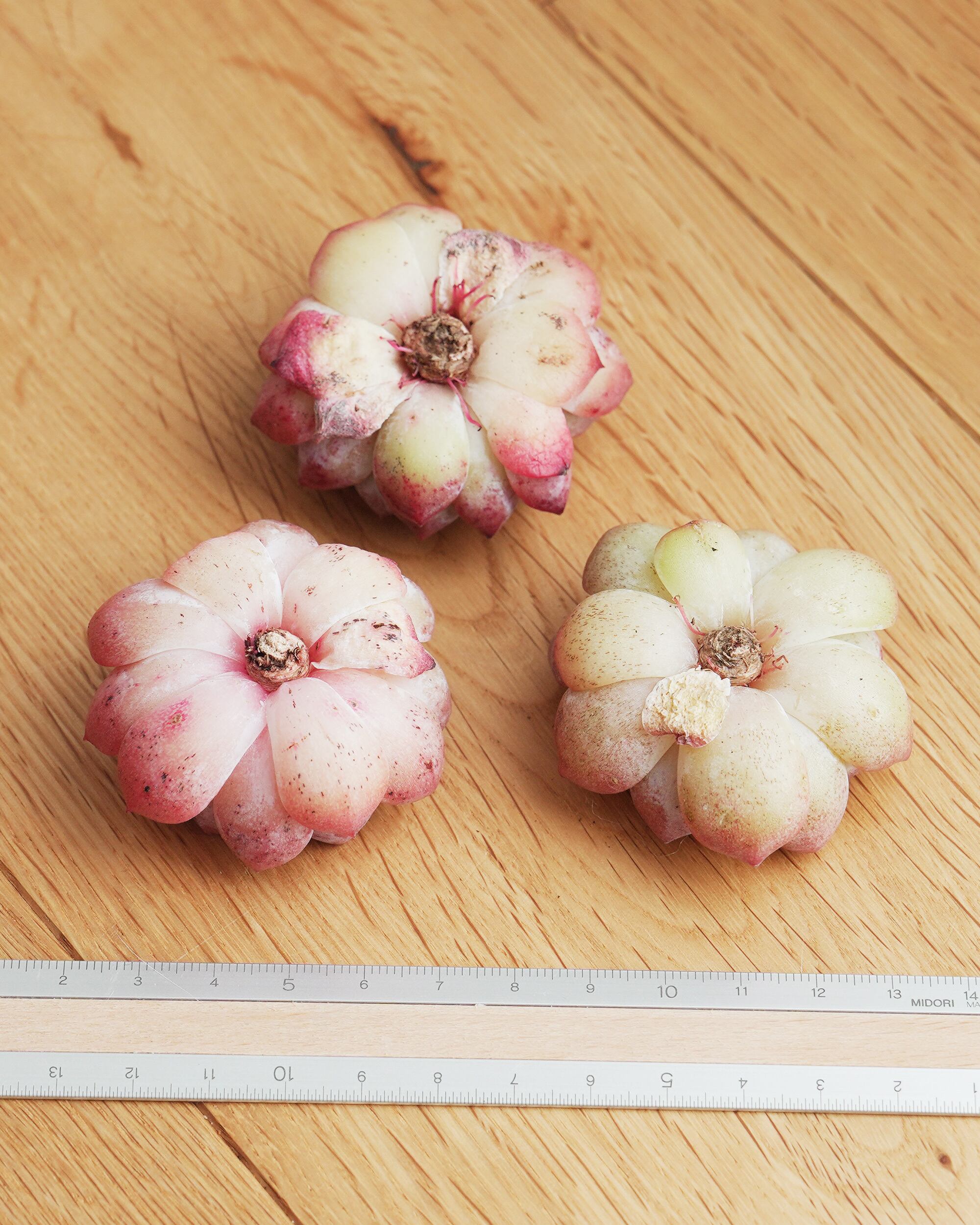 カット苗 アイススピリット Echeveria 'Ice Spirit' | PUKUBOOK SUCCULENTS