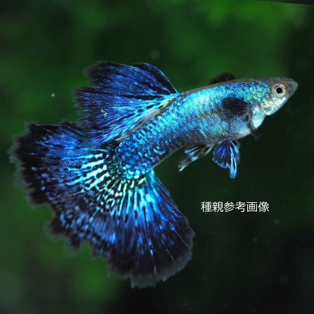 プラチナブルードラゴン　1ペア