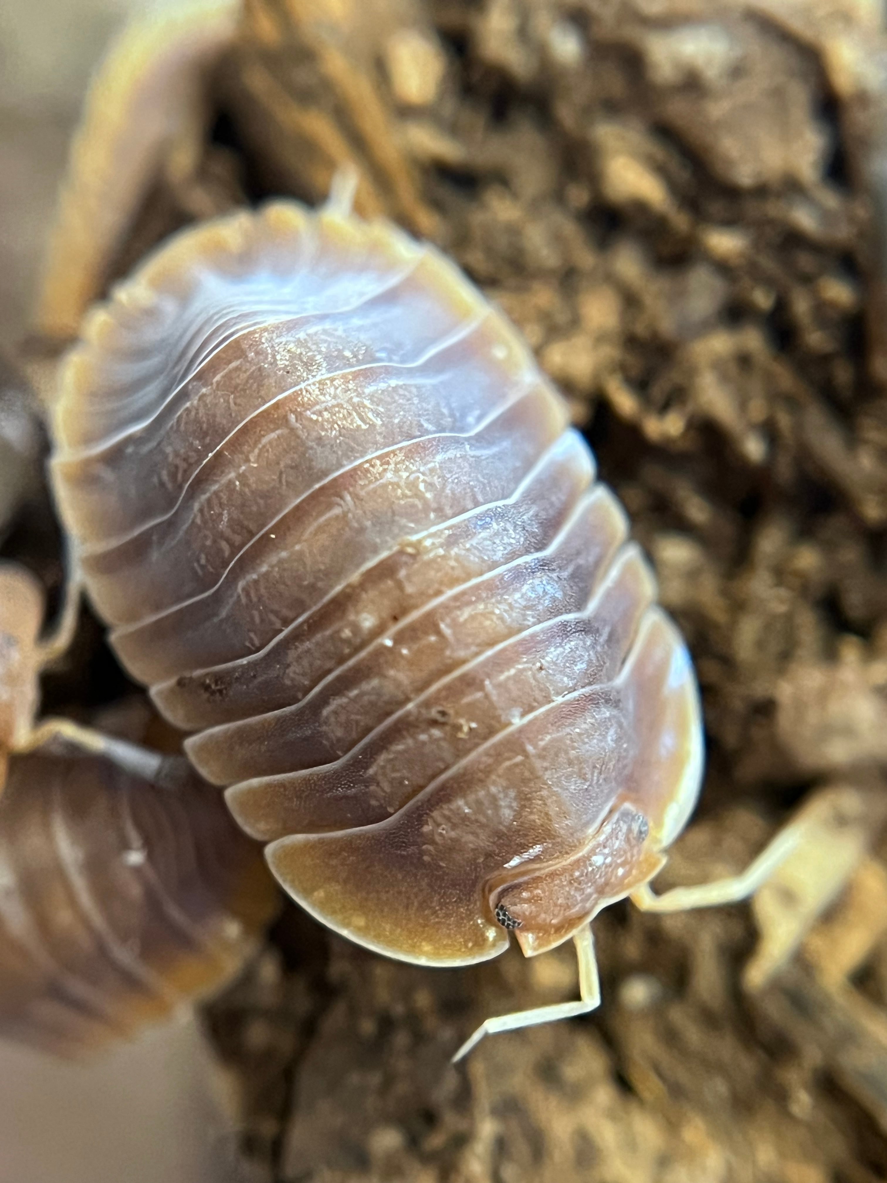 SHUNisopods ダンゴムシ、ワラジムシのお店