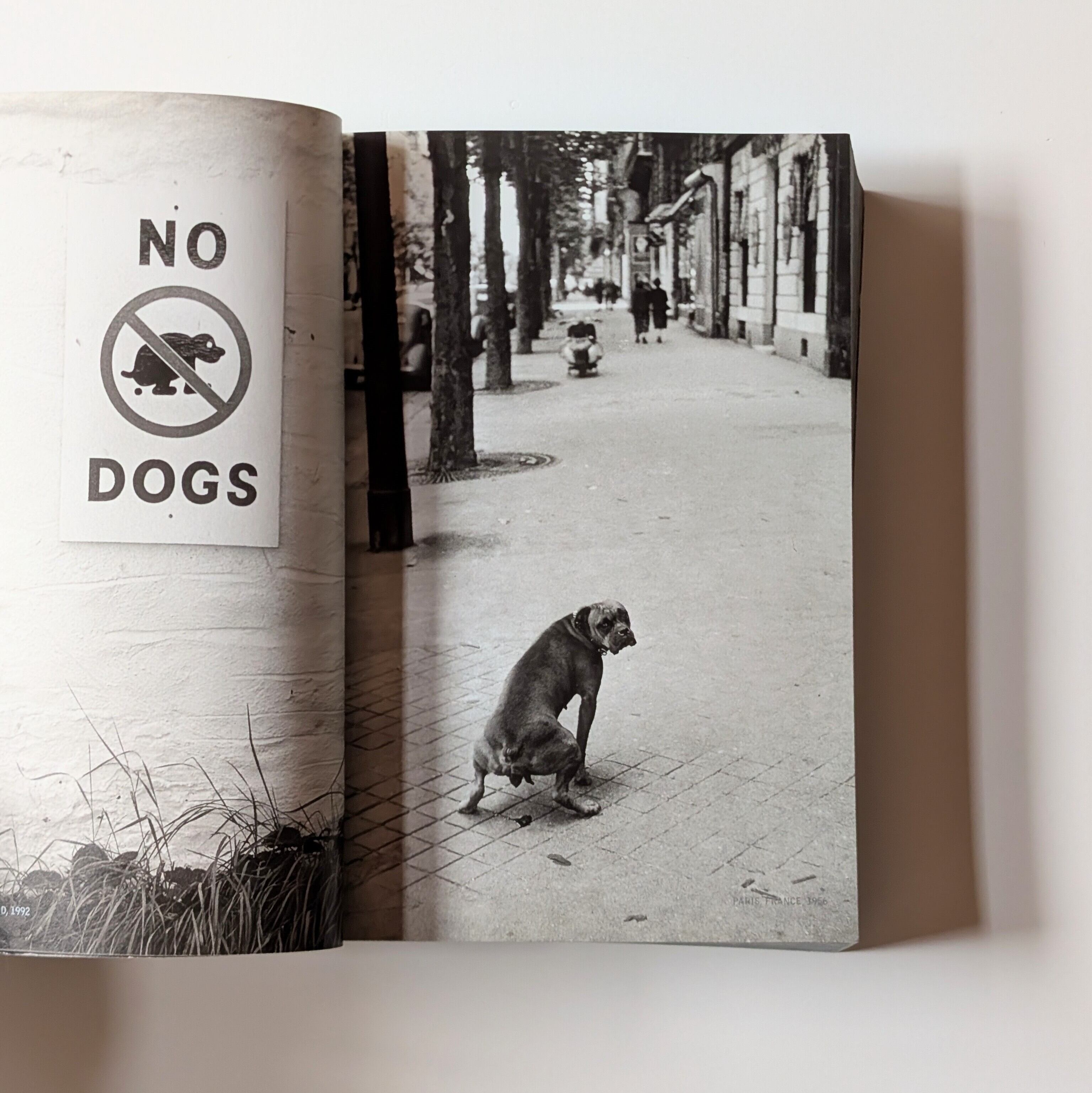 DOG DOGS/ELLIOTT ERWITT | イヌグラシ