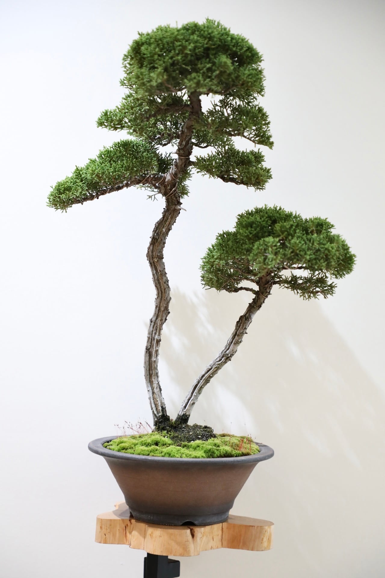 盆栽 | 【観葉植物・鉢】MIDORI DOUMEI 翠堂明-みどりどうめい 盆栽 | 【観葉植物・鉢】MIDORI DOUMEI 翠堂明-みどりどうめい