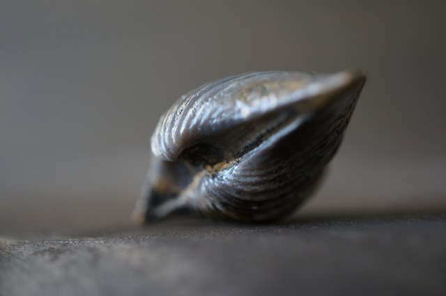 黄鉄鉱化腕足類化石　Rostrospirifer sp.