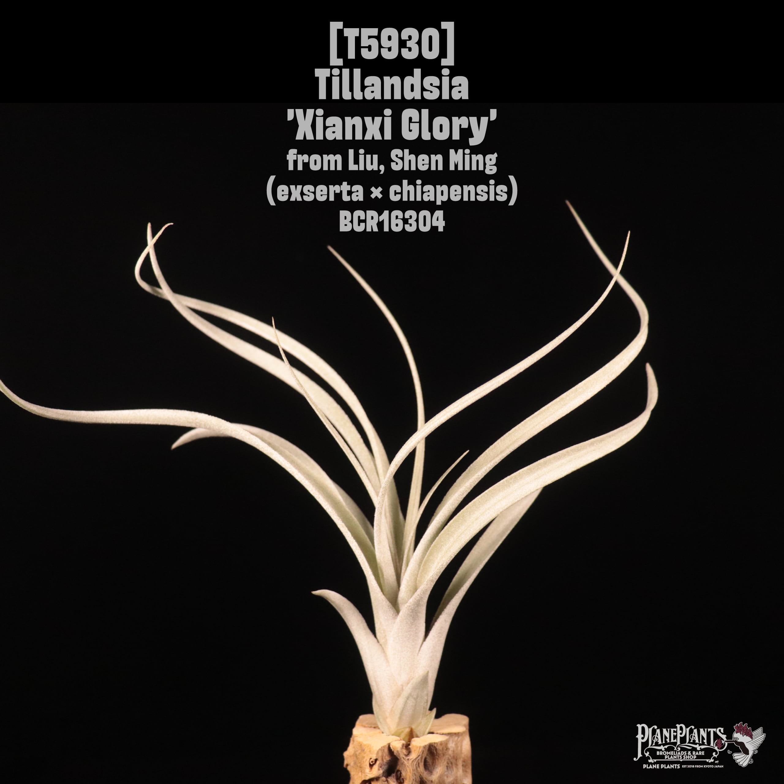 Tillandsia 'Xianxi Glory'〔エアプランツ〕T5930