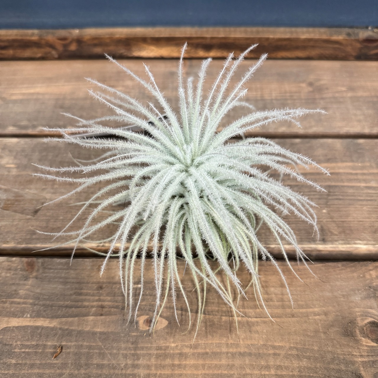 チランジア テクトラム L【875】