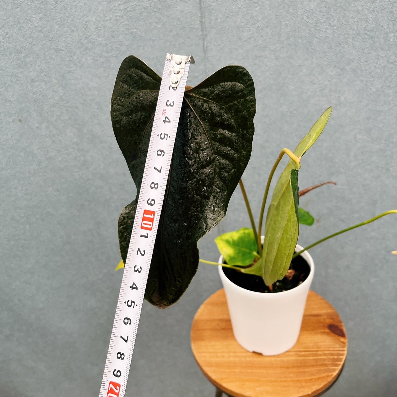 現品］【希少】20番 アンスリウム クイーンオブハート 4号 観葉植物