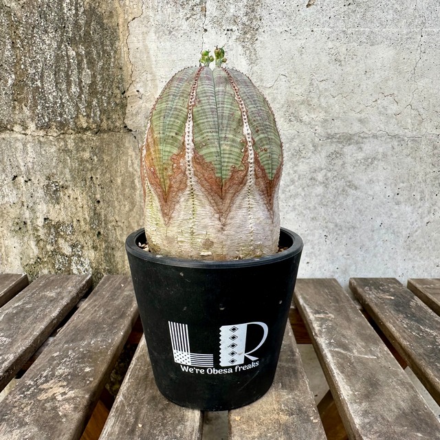 【白化系木質化】メス株 Euphorbia obesa ユーフォルビア オベサ