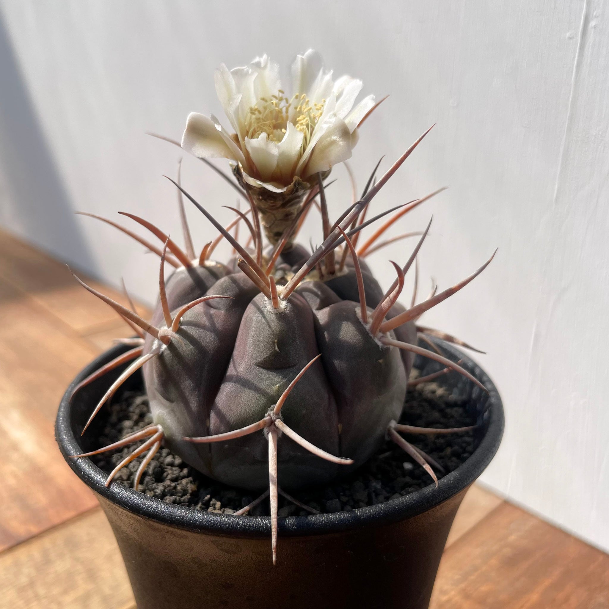 サボテン 守金魔天竜 (検:水牛大鳳玉 強刺 Gymnocalycium mazanense【ギムノカリキウム・守金魔天竜