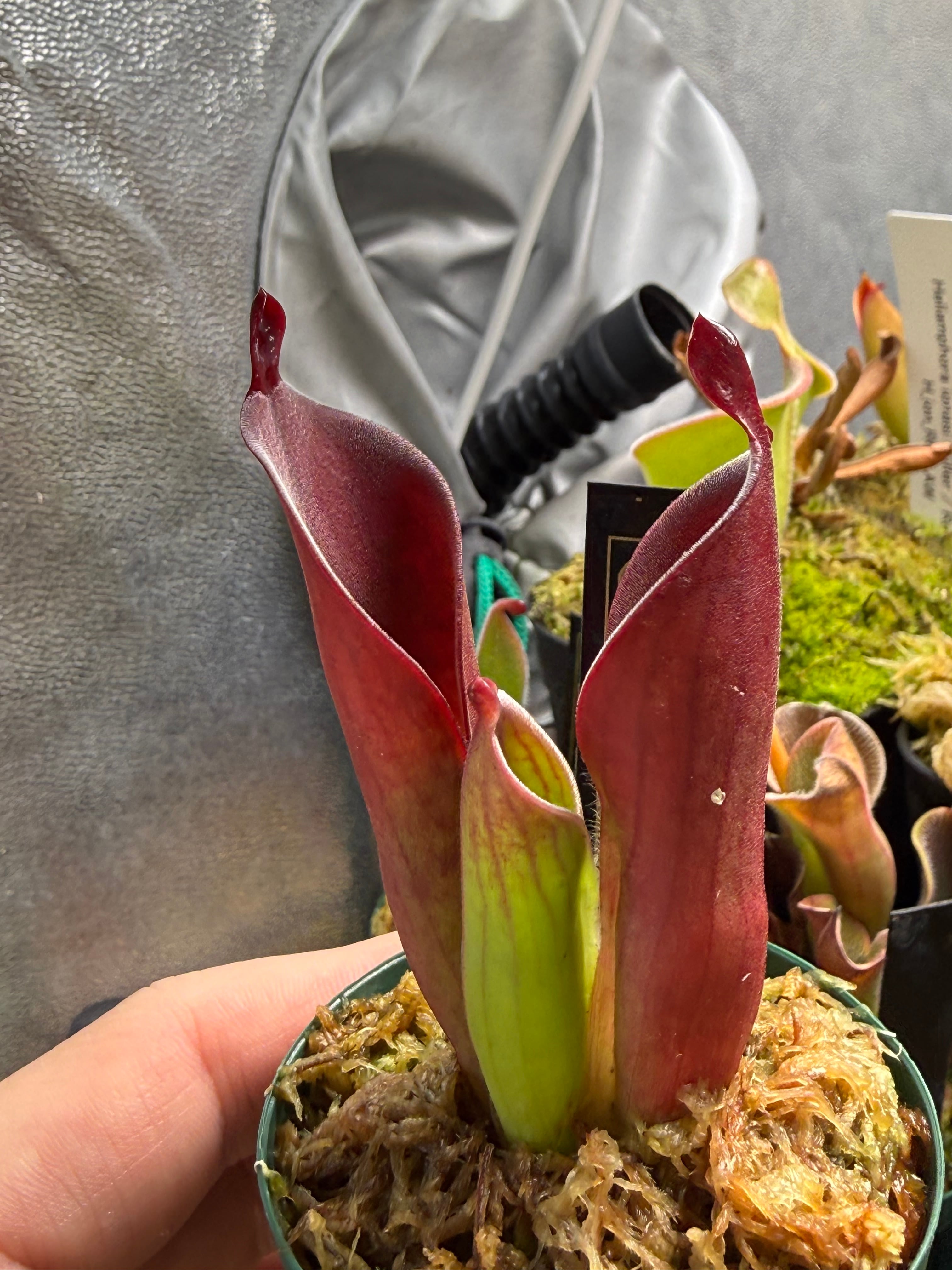 Cephalotus folicularis seedling of Hummer's Giant 06 BCP | Dmix Plants