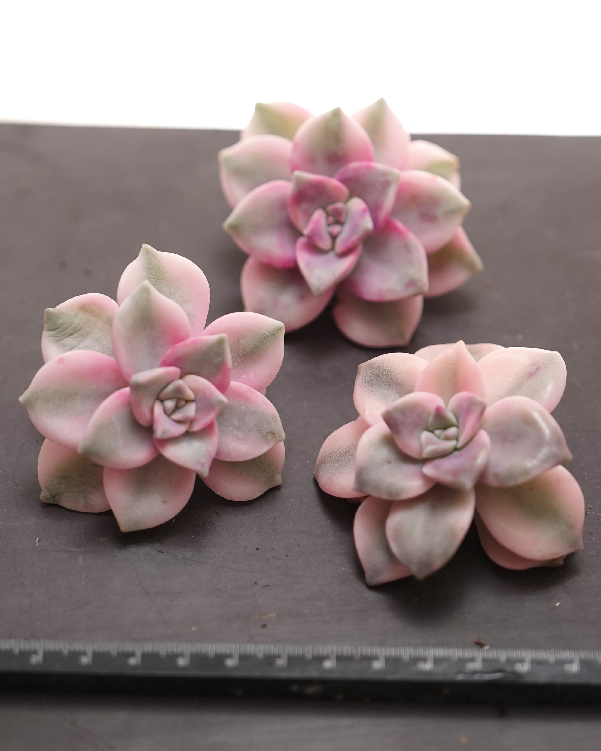 カット苗 スノーホワイト錦（パープルディライト錦） Echeveria 'Snow