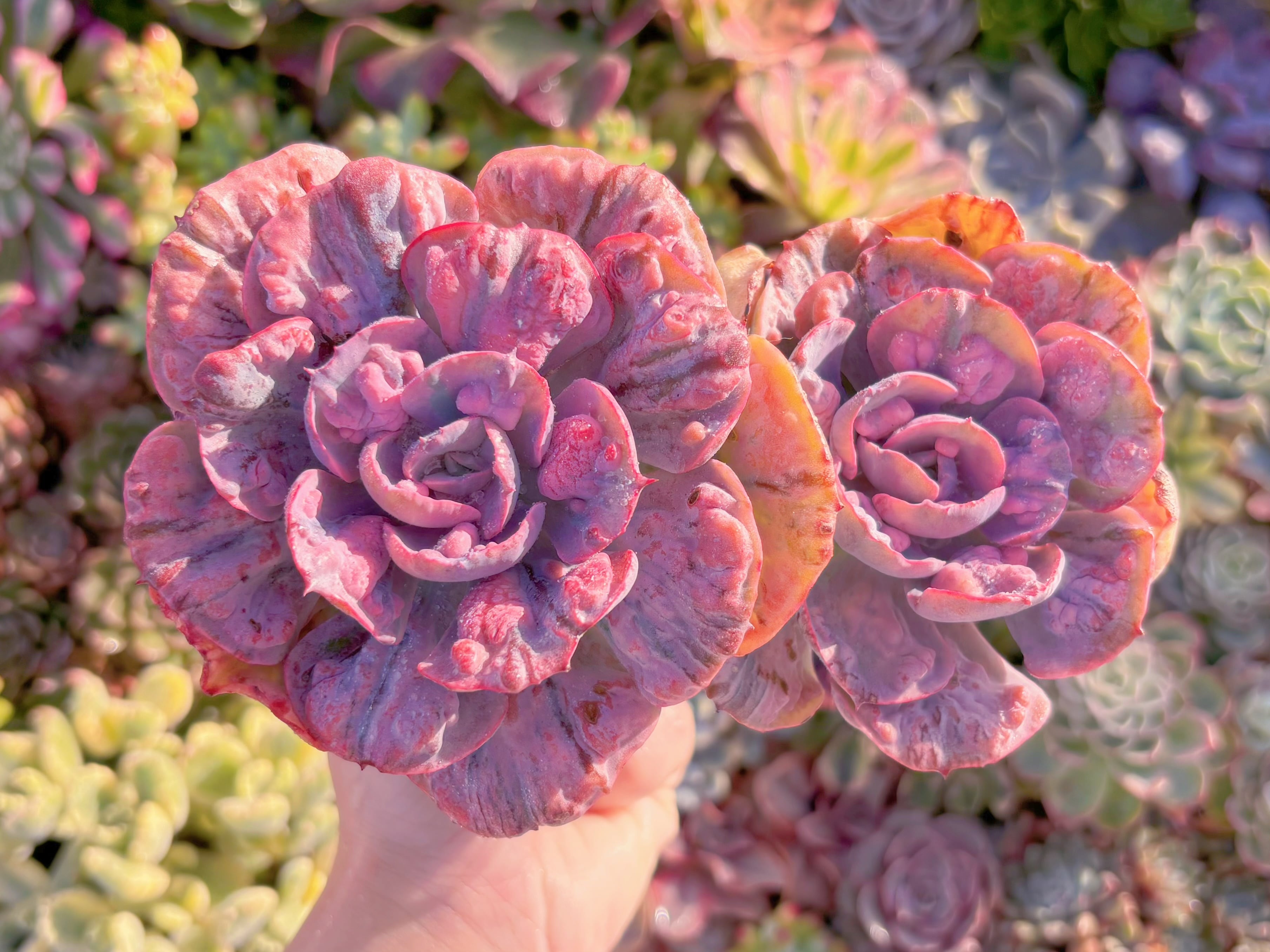 現品　ビヨンセ錦#M116　希少2頭大群生　新入荷　るる農園