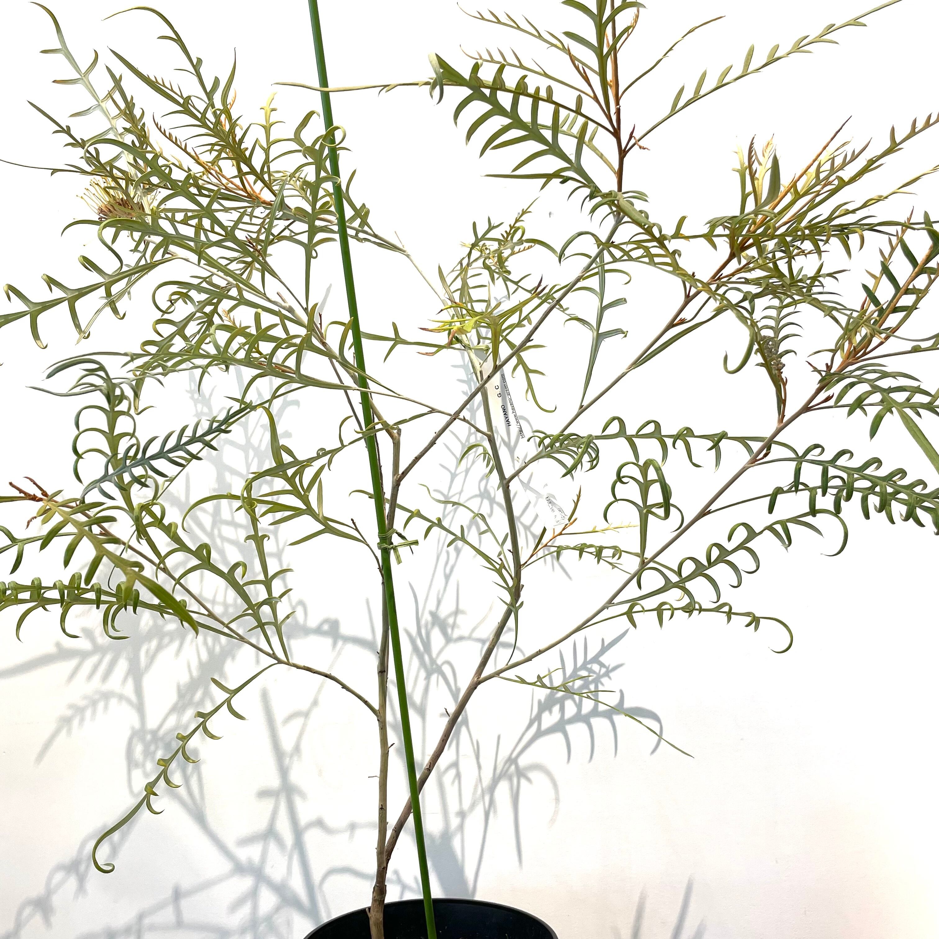 ☆直接受け取り限定☆グレビレアストロベリーブロンド