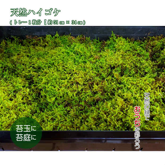 苔盆景庭園苔庭天然苔 上質 ふわもち 20トレーハイゴケ ムチゴケ